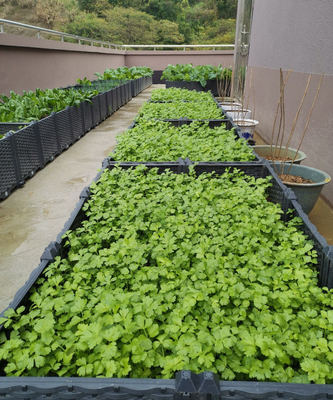 Halaman Belakang 0.5mm-16.0mm Tebal Plastik Taman Planter Box Umur Panjang